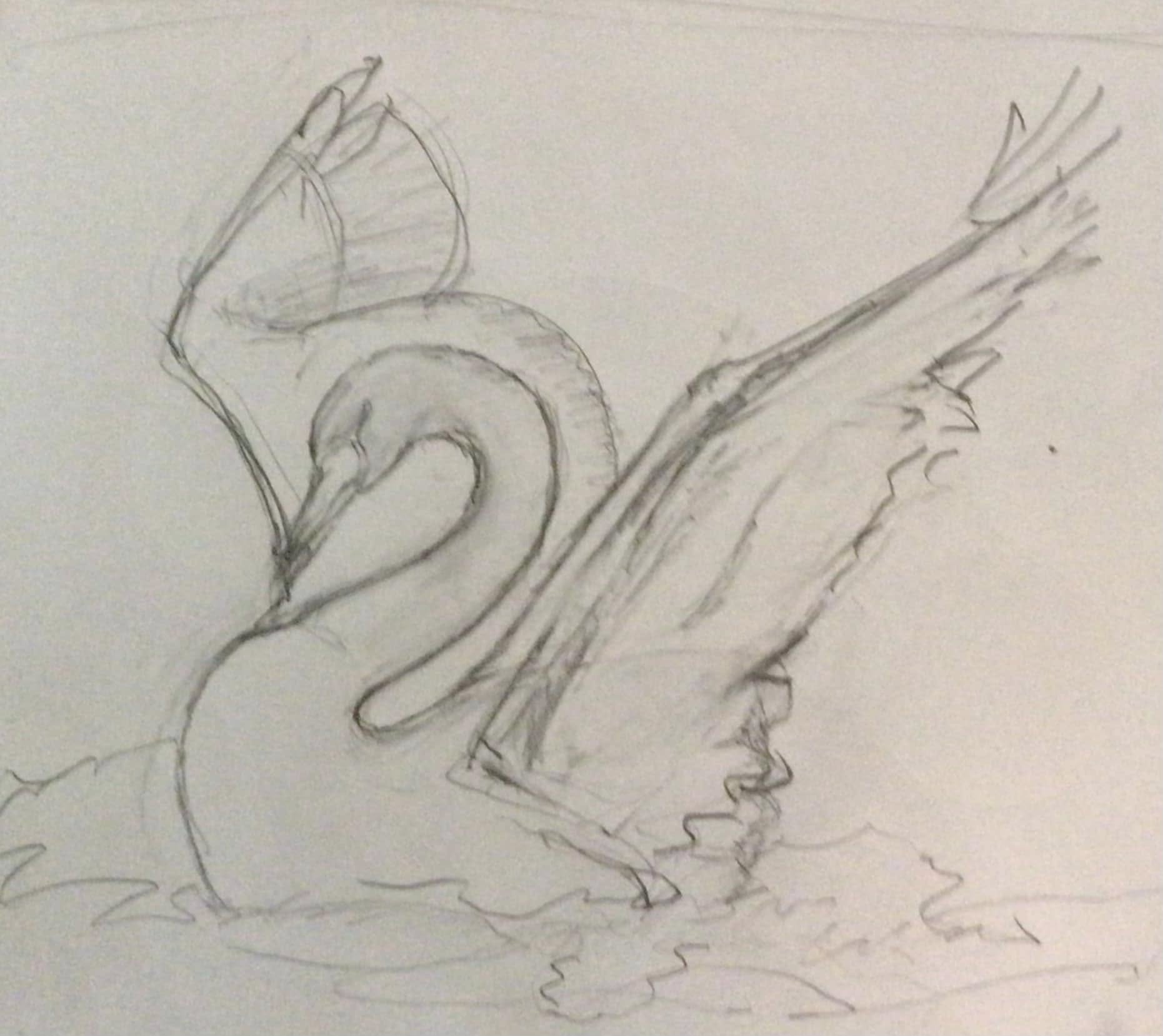 Swan Sketch