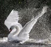 Swan Source AKA Inspiraswan